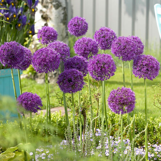 Purple Sensation Allium