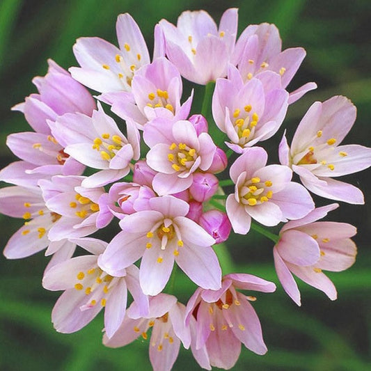 Roseum Allium