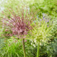 allium schubertii mix