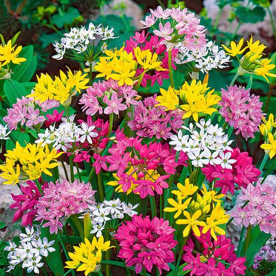 Small Flowering Mix Allium