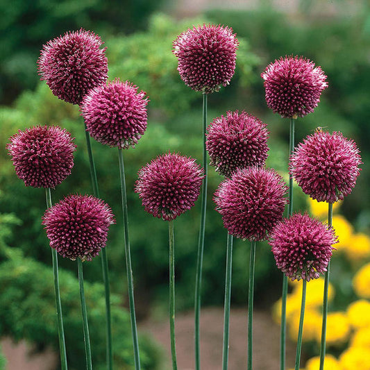 Sphaerocephalon Allium