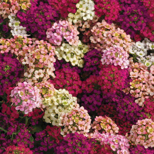 alyssum easter bonnet mix