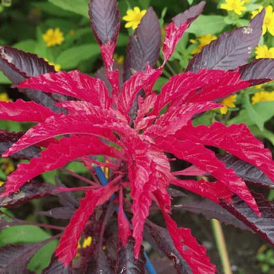 Molten Fire Amaranthus