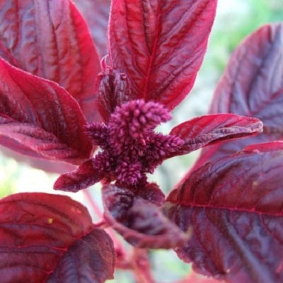 500 Red Garnet Amaranth Seeds – Amaranthus Tricolor Vegetable & Flower, USA Grown