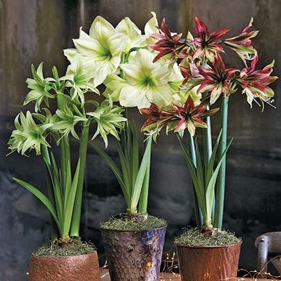 Exotic Collection Amaryllis