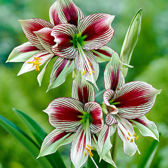 Papilio Amaryllis