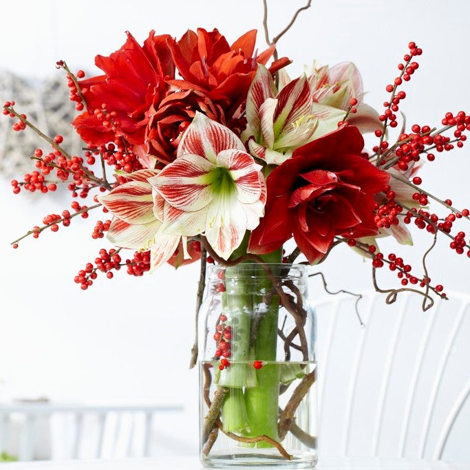 Red & White Collection Amaryllis