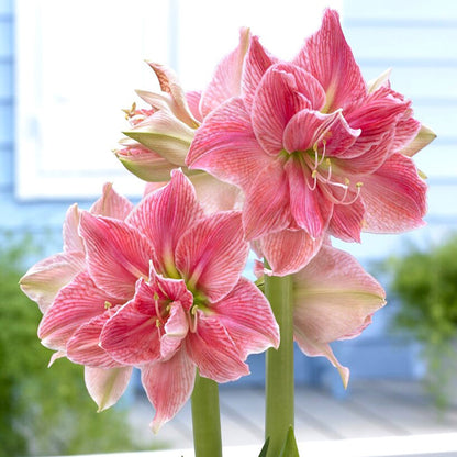 Amaryllis Sweet Nymph with multiple large, white petals edged in pink, and a vibrant green stem.