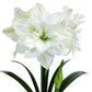 White Nymph Amaryllis