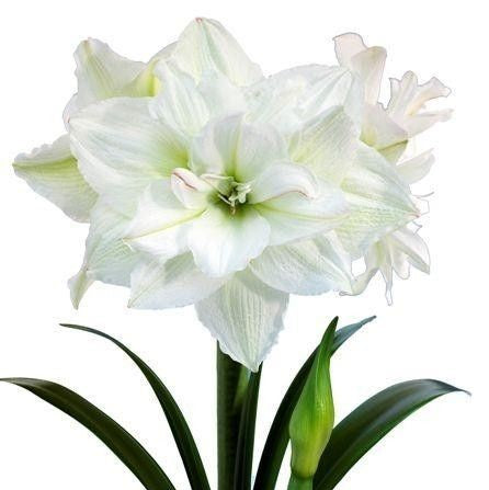 White Nymph Amaryllis