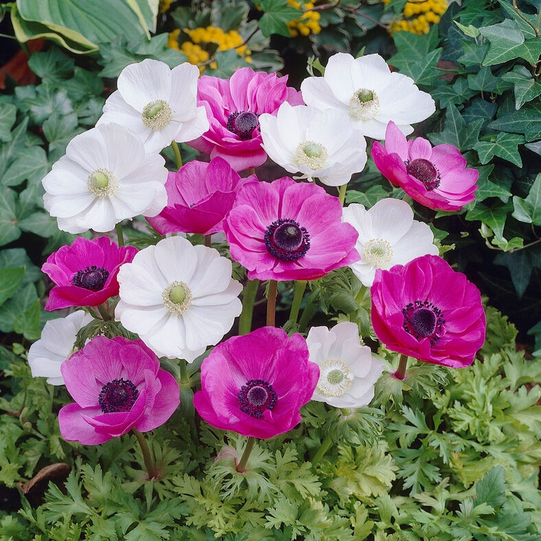 anemone pink and white mix