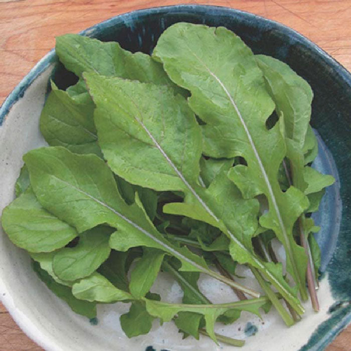 Arugula Seeds - Rocket | Vegetable Seeds in Packets & Bulk | Eden Brothers