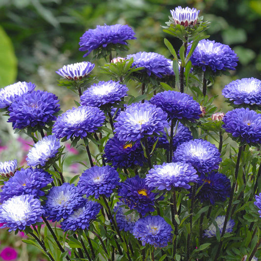 Blue and White Aster