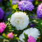 Colour Carpet Mix Aster