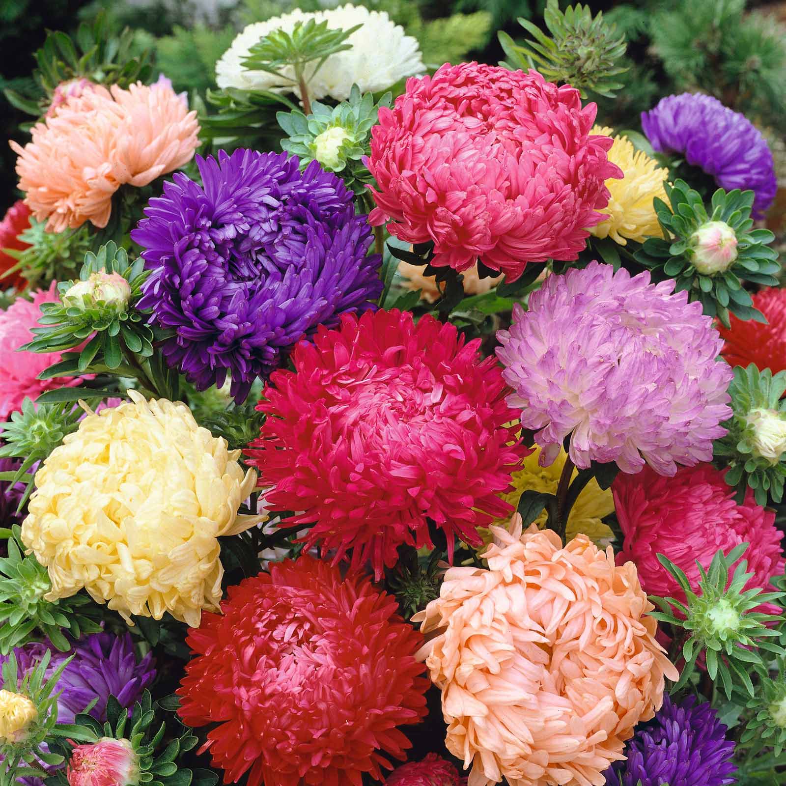 A vibrant mix of Peony Duchess Aster flowers in shades of pink, purple, and white are in full bloom.
