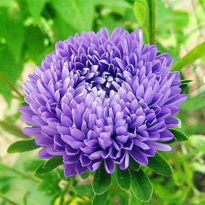 Jewelaster Purple Aster