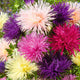 Aster Seeds (Needle) - Nova Mix