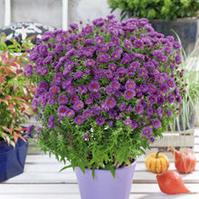 A vibrant purple aster flower, captured from a close-up perspective, planted in a pot.