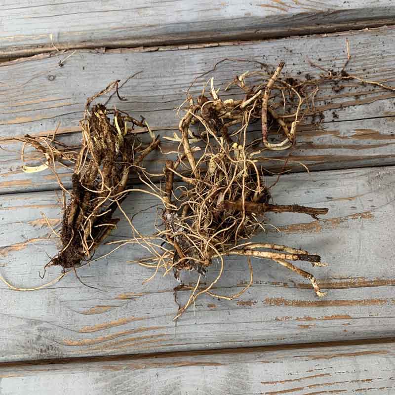 aster roots