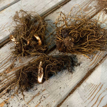 Close-up of three bare Astilbe roots, revealing their fibrous texture and readiness for planting.