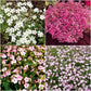 Mixed Babys Breath