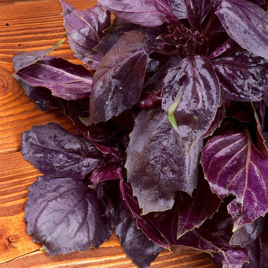 A close-up of purple, freshly washed Dark Opal Basil leaves.