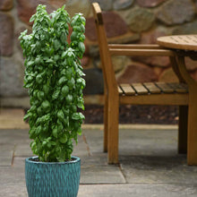 A lush Everleaf Emerald Tower basil plant with vibrant green leaves is shown, ready for harvest.