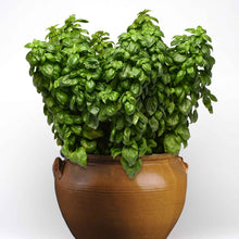 Several Everleaf Genovese Basil plants potted together showing vibrant green basil leaves.
