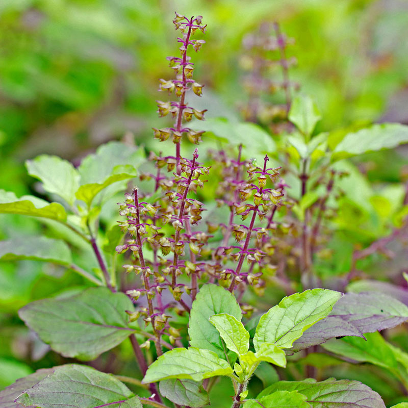 Holy Basil