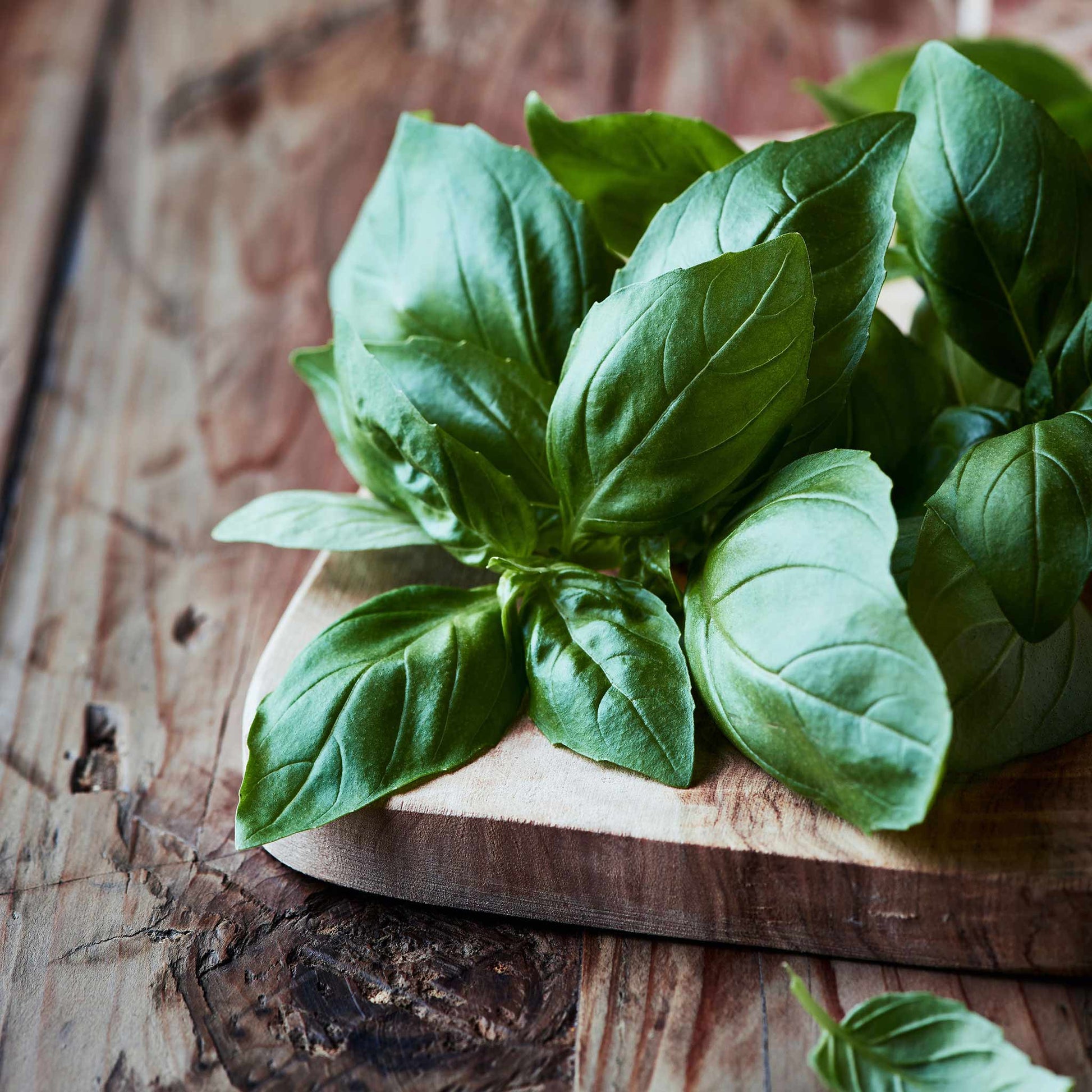Organic Italian Large Leaf Basil