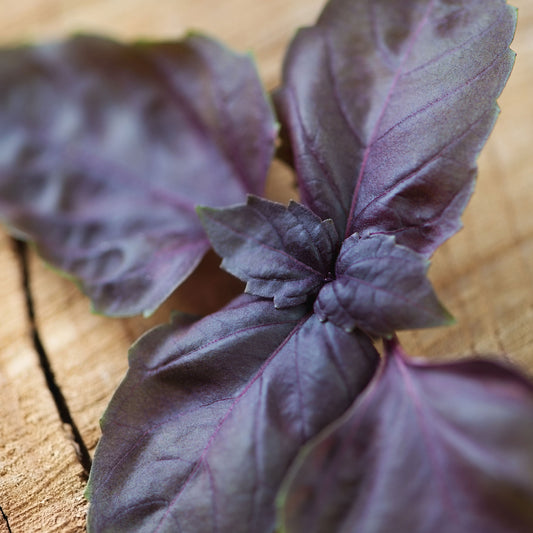 Purple Basil