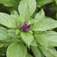 Siam Queen Basil