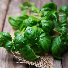 A close-up view of Sweet Basil stems, with vibrant green leaves, against a wood background.