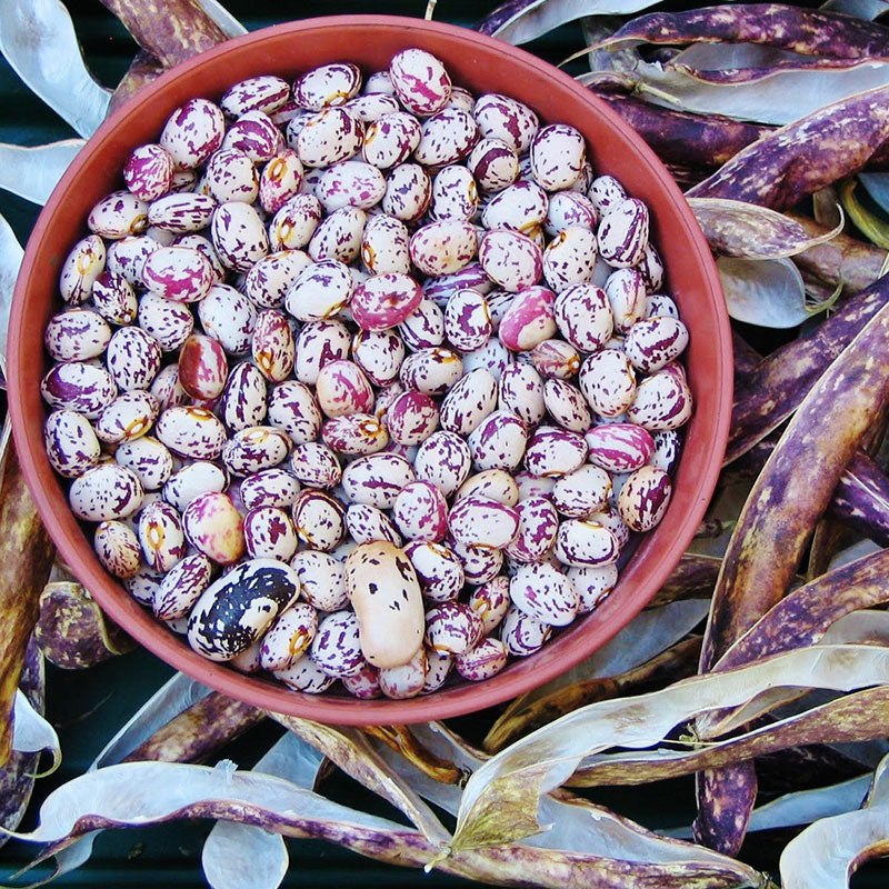 Borlotto Bean