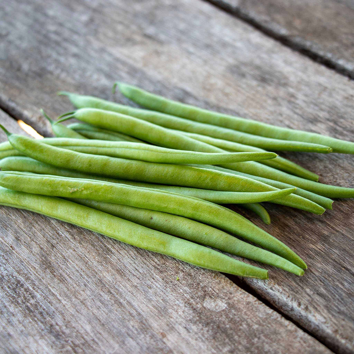 String Bea Seeds String Beans Seeds