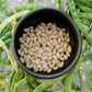 Great Northern Bean