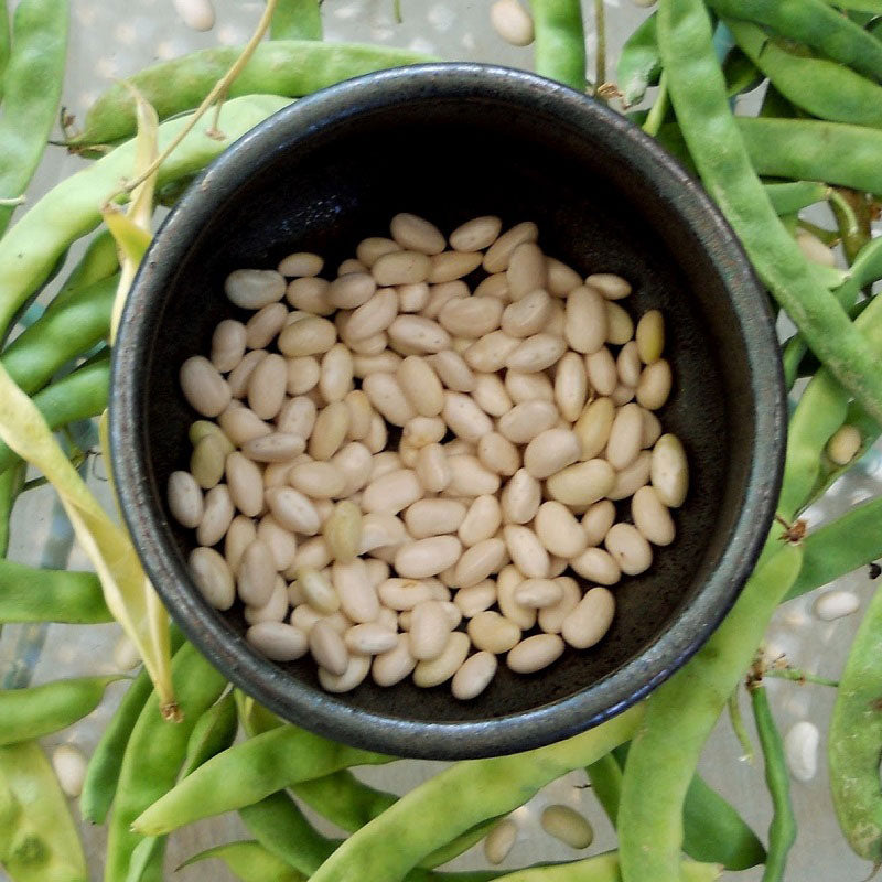 Great Northern Bean