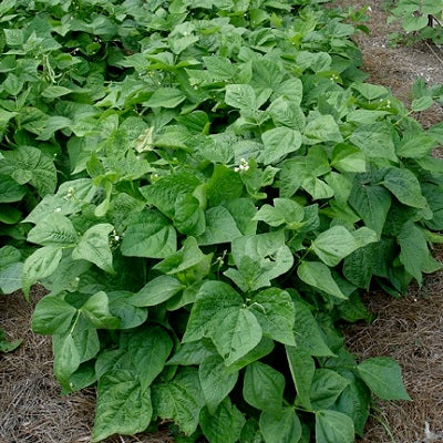 Greencrop Bean