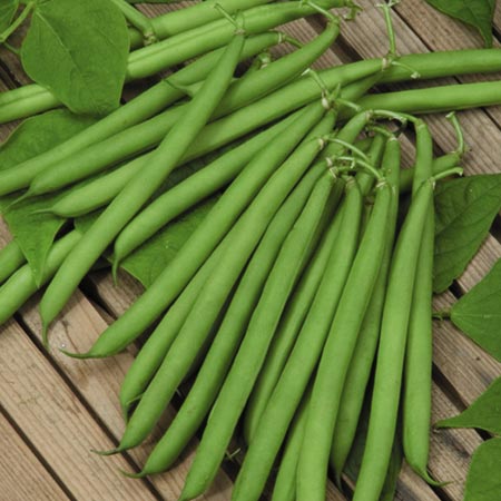 Harvester Bean