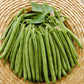 Stringless Greenpod Bean