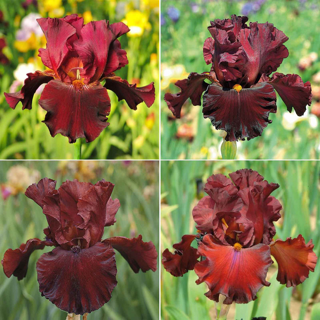 Red Rabbit Iris Bearded Iris - 45 Days of Red Bloom | Fall Flower Bulbs | Eden Brothers