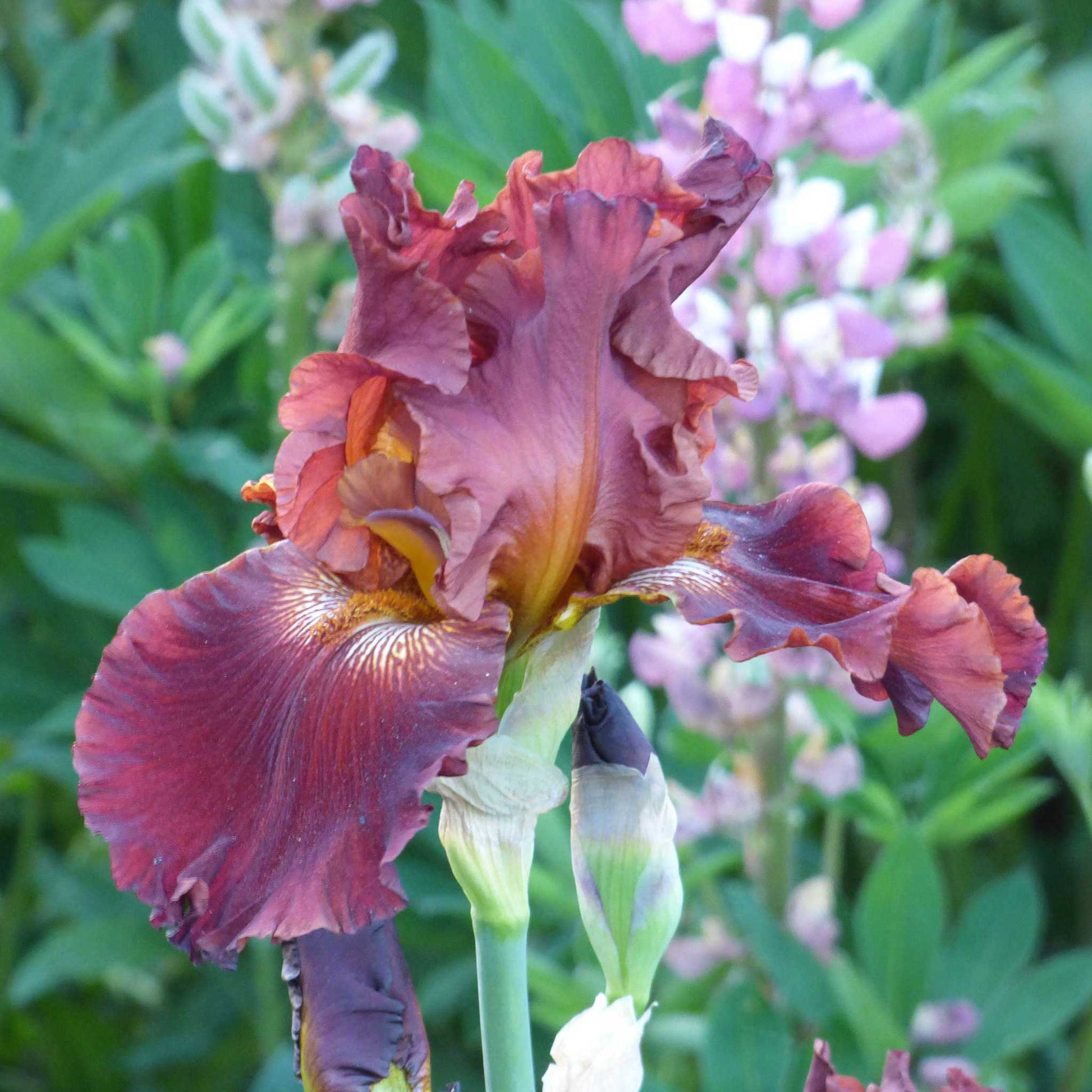 bearded iris - 45 days of red bloom