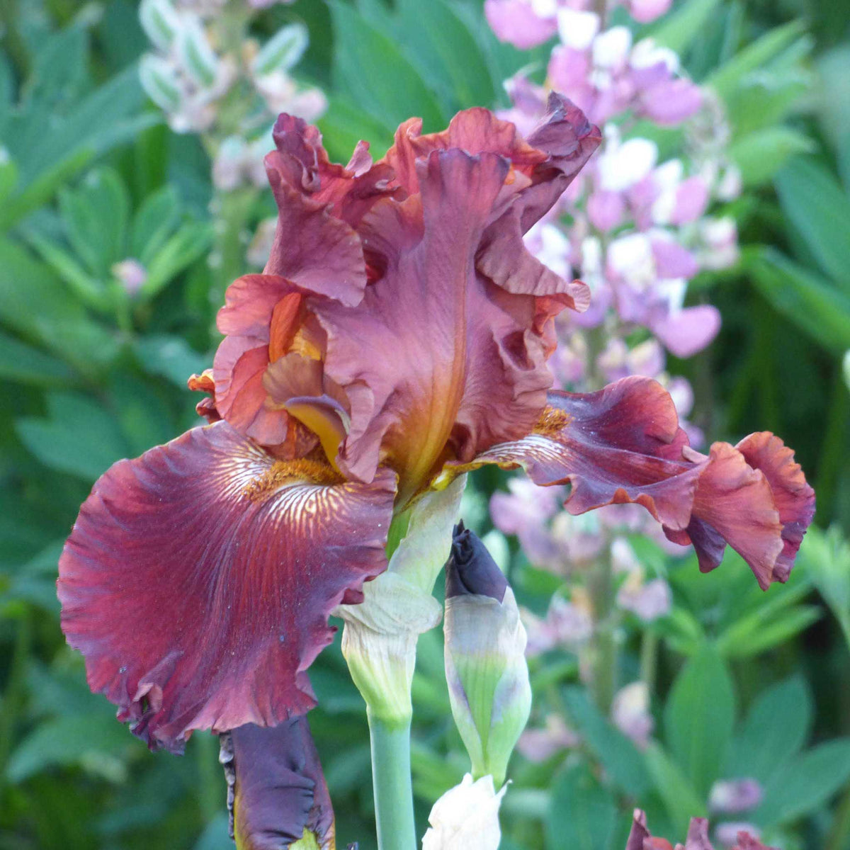 Red Rabbit Iris Bearded Iris - 45 Days of Red Bloom | Fall Flower Bulbs | Eden Brothers