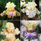 bearded iris - antique mix