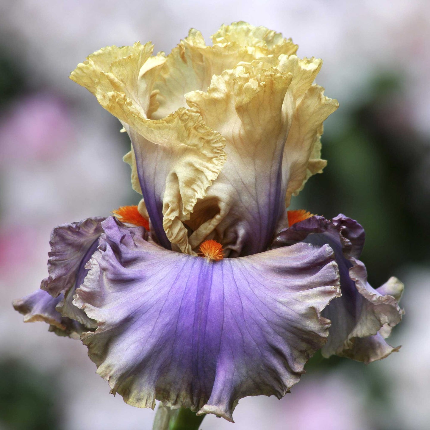 bearded iris - antique mix
