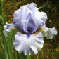 bearded iris - august treat