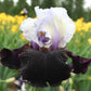 bearded iris better together