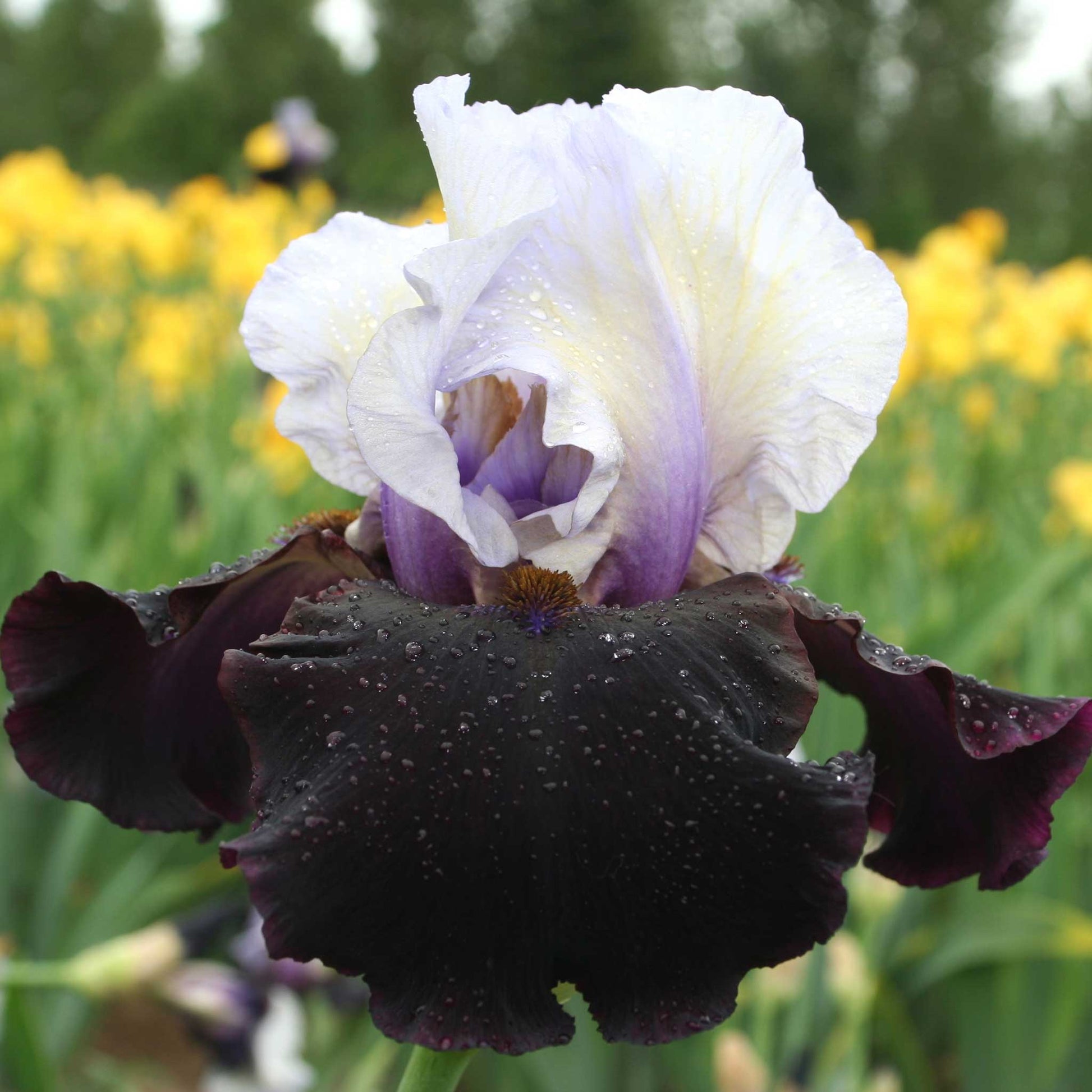 bearded iris better together