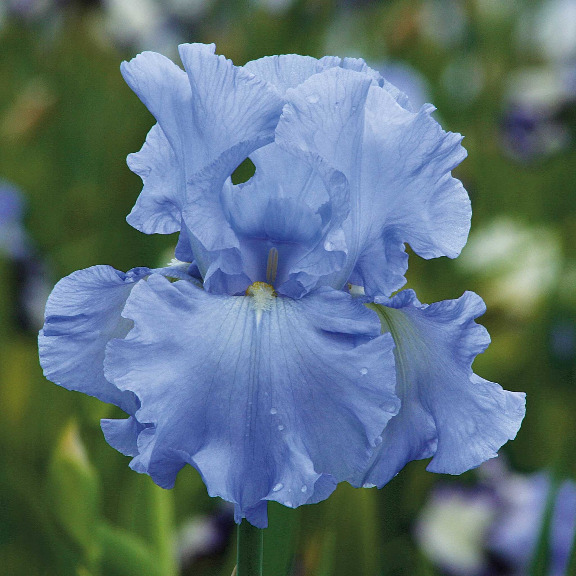 bearded iris blue mix