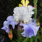 bearded iris blue mix